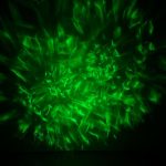 پروژکتور کهکشانی تخم اژدها