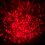 پروژکتور کهکشانی تخم اژدها