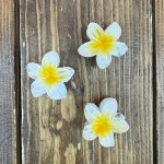 کلیپس گل پلومریا کوچیک