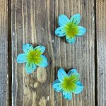 کلیپس گل پلومریا کوچیک