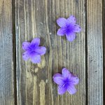 کلیپس گل پلومریا کوچیک