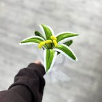 گل بافت لیلیوم