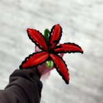 گل بافت لیلیوم