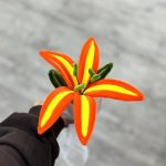 گل بافت لیلیوم