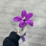 گل بافت شیپوری - Image 3